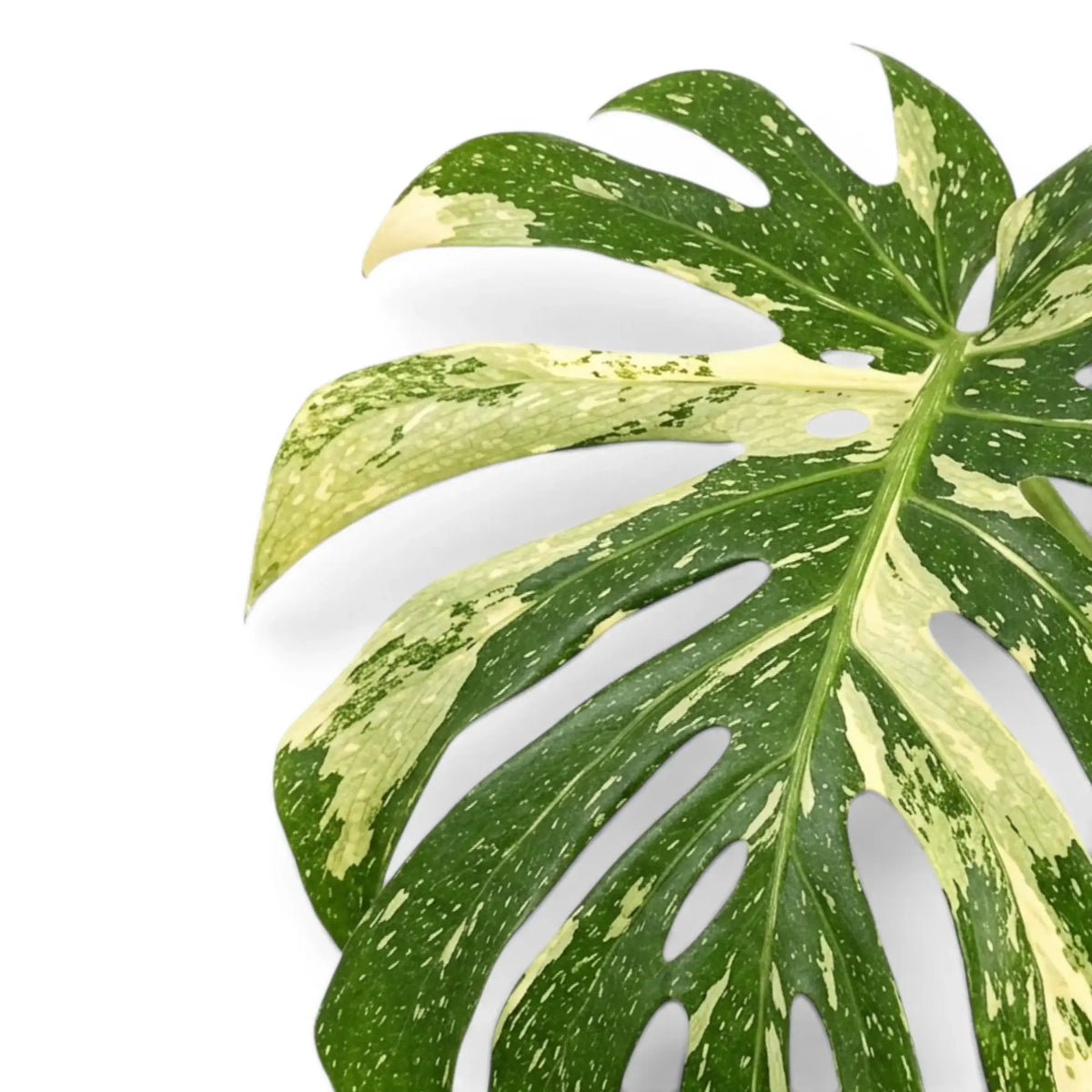Close-up of Monstera Thai Constellation variegated leaf on a white background