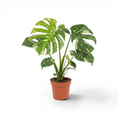 Monstera Thai Constellation potted plant with variegated leaves in a nursery pot on a white background