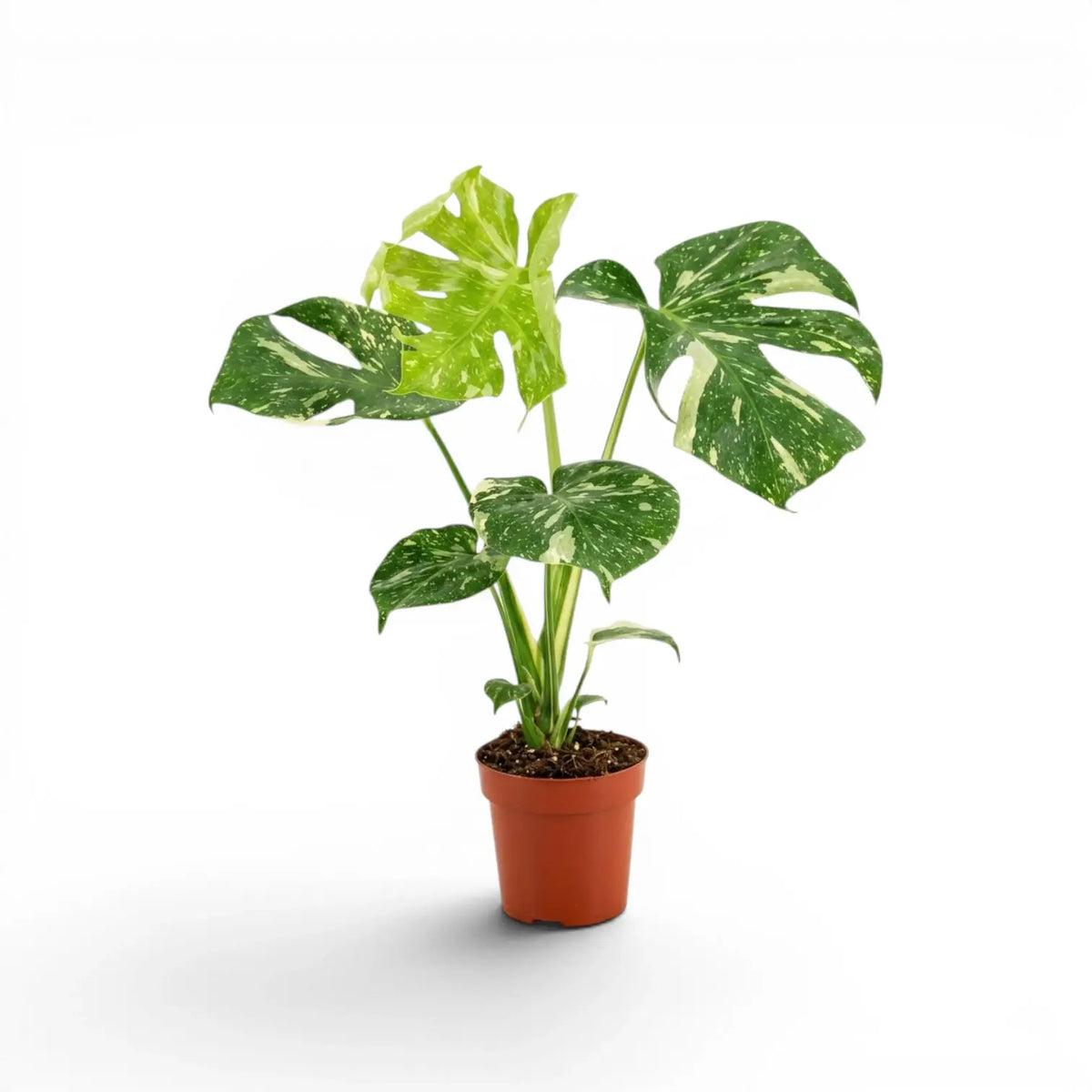 Monstera Thai Constellation potted plant with variegated leaves in a nursery pot on a white background