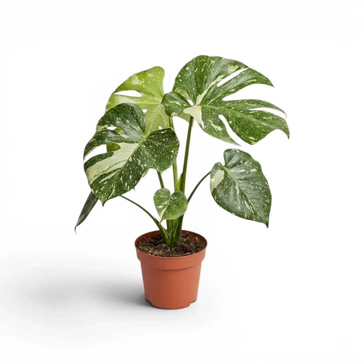 Monstera Thai Constellation potted plant with variegated leaves in a nursery pot on a white background