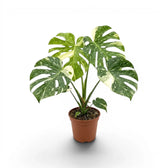 Monstera Thai Constellation potted plant with variegated leaves in a nursery pot on a white background