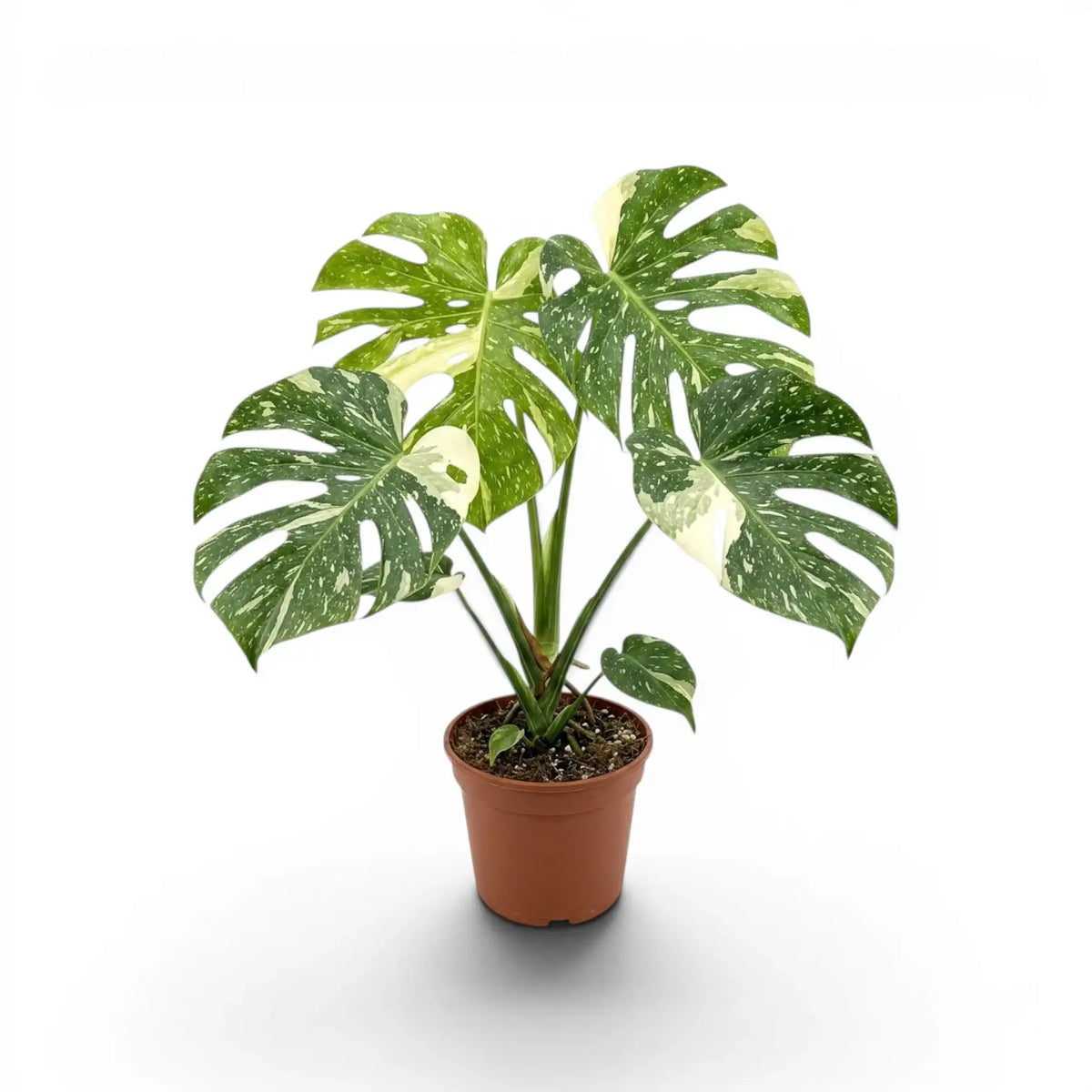 Monstera Thai Constellation potted plant with variegated leaves in a nursery pot on a white background