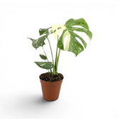 Monstera Thai Constellation potted plant with variegated leaves in a nursery pot on a white background