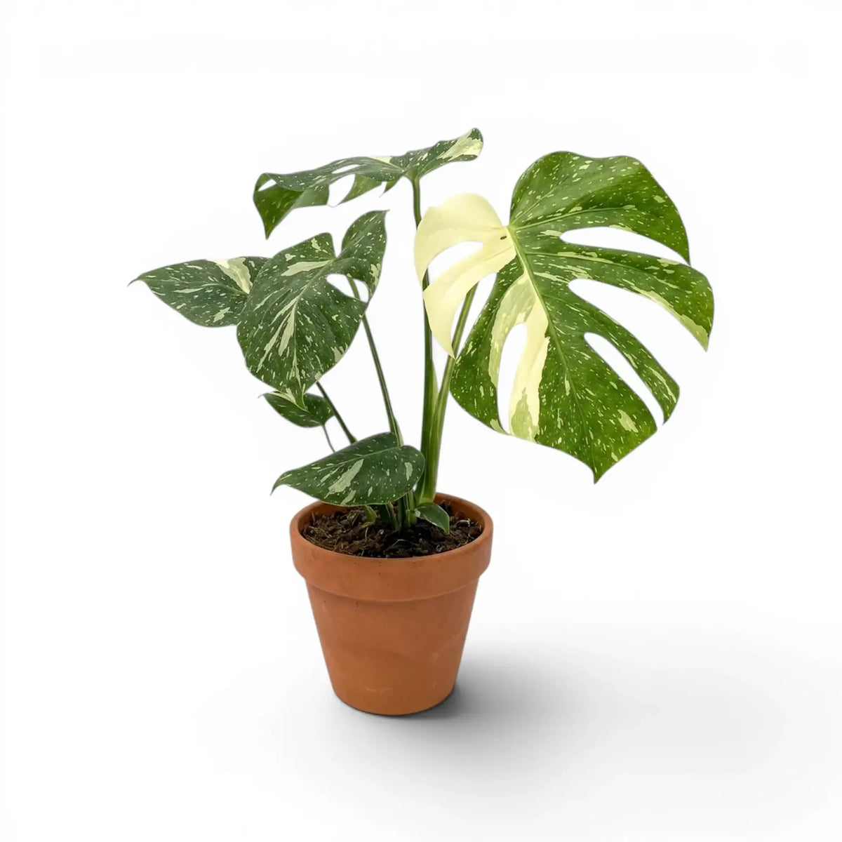 Monstera Thai Constellation potted plant with variegated leaves in a terracotta pot on a white background
