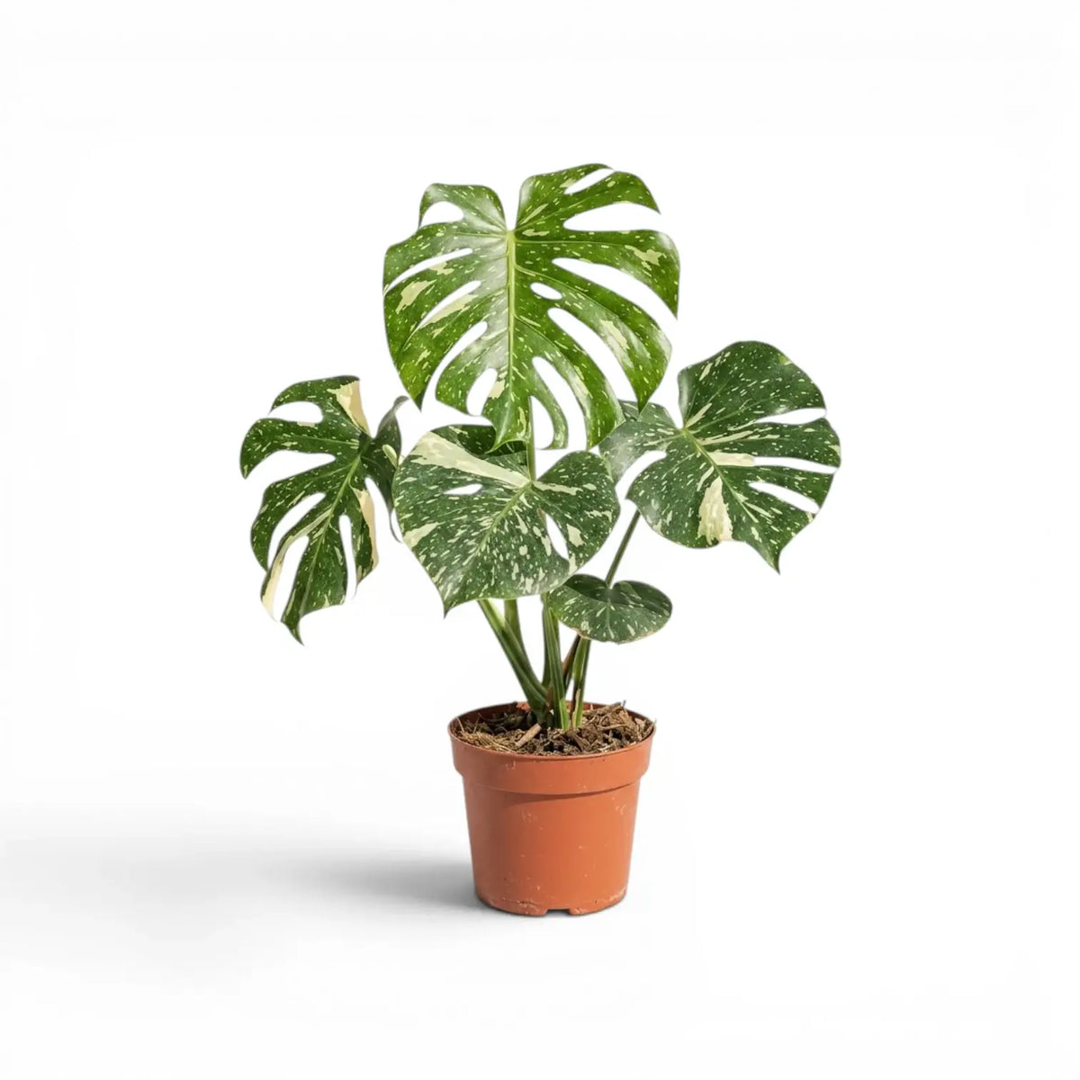 Monstera Thai Constellation potted plant with variegated leaves in a nursery pot on a white background
