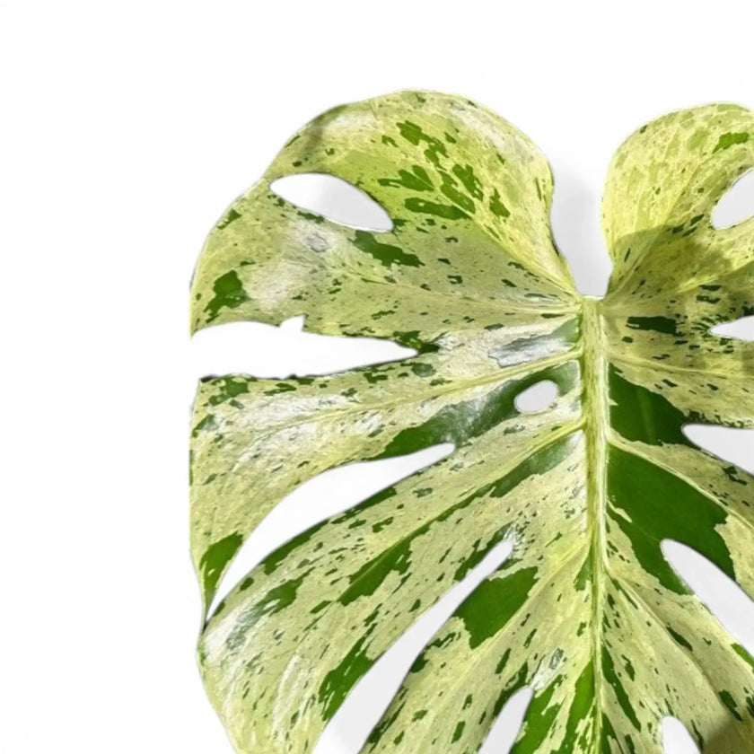 Monstera deliciosa 'Bulbasaur' leaf close-up on white background.