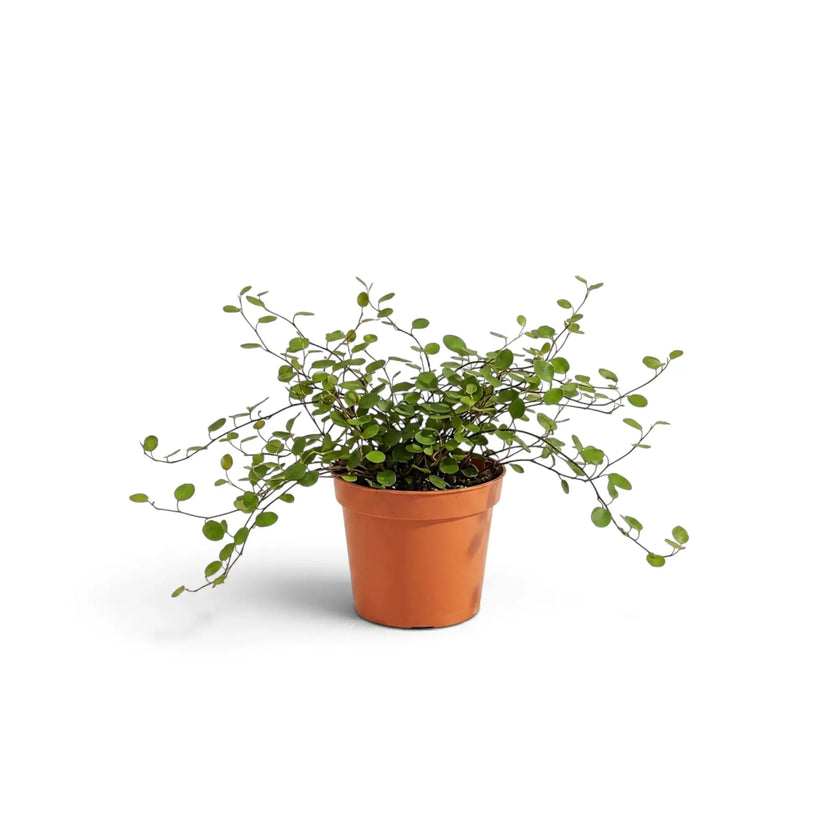 Full view of baby Muehlenbeckia complexa 'Maori' with fine wiry stems and tiny round green leaves