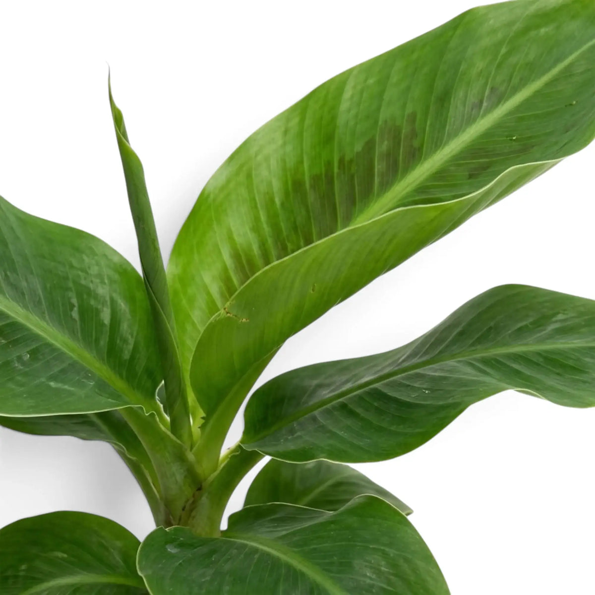 Musa acuminata ‘Cheeka’ foliage close-up showing a broad green leaf and prominent central midrib