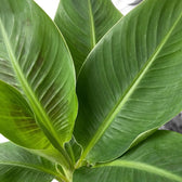 Musa acuminata ‘Cheeka’ leaf detail showing a solid green leaf with fine parallel veins