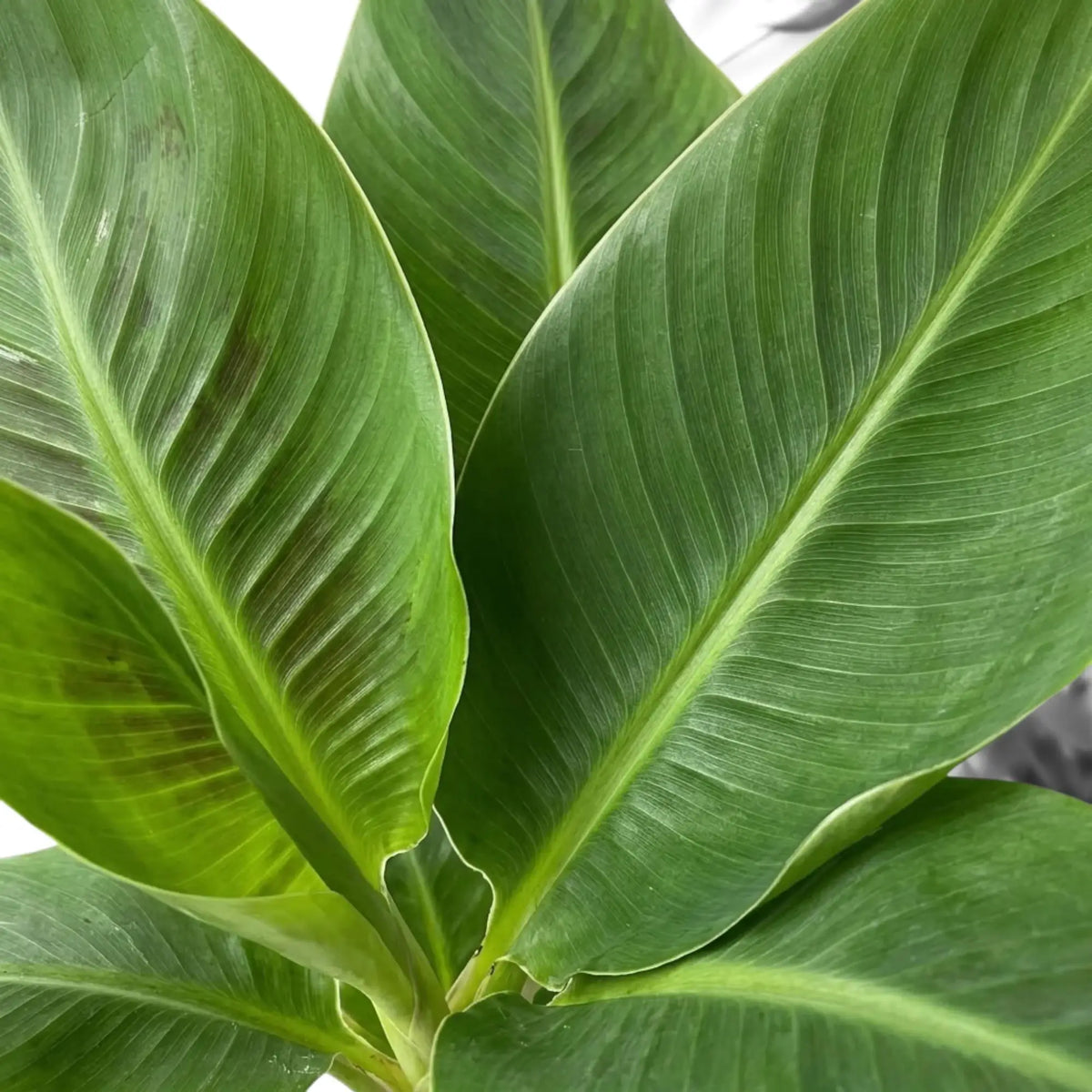 Musa acuminata ‘Cheeka’ leaf detail showing a solid green leaf with fine parallel veins