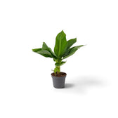 Musa acuminata ‘Cheeka’ in a nursery pot with broad green leaves around a short upright central stem