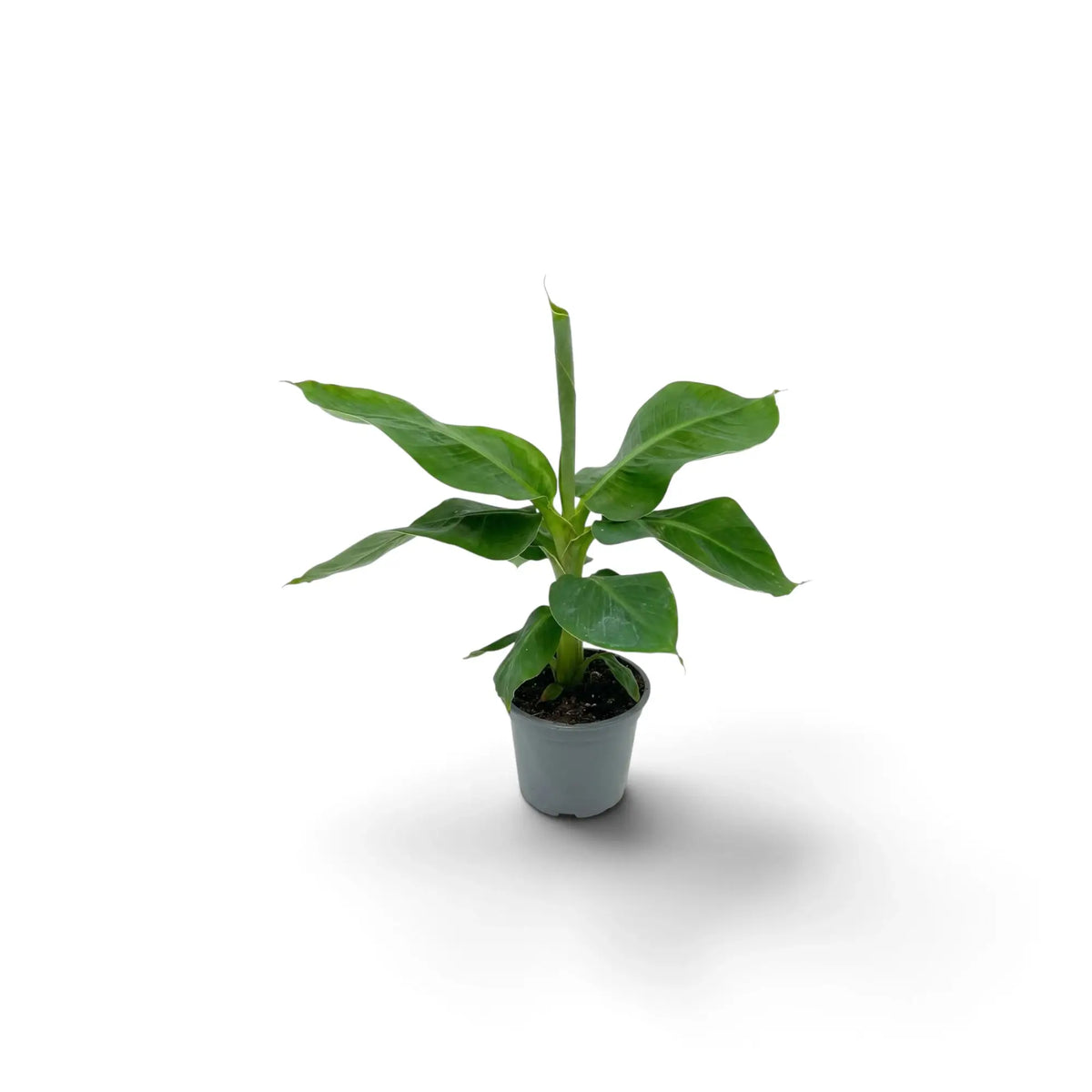 Potted Musa acuminata ‘Cheeka’ with layered green leaves around a short central stem