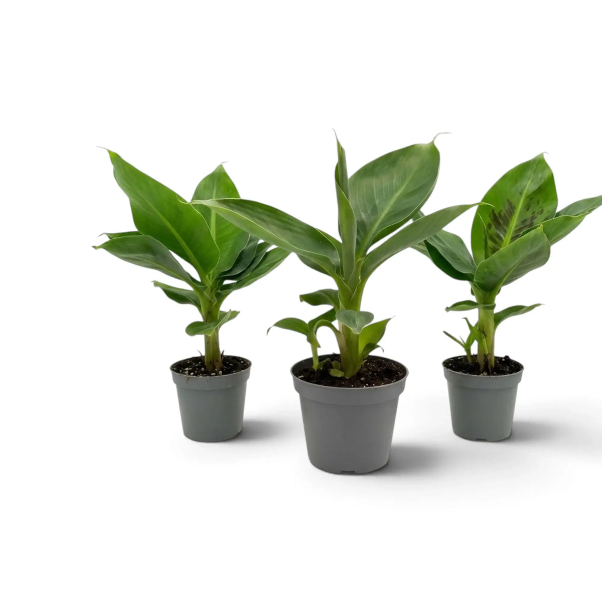 Potted Musa acuminata ‘Cheeka’ with dense solid-green foliage above a short central stem