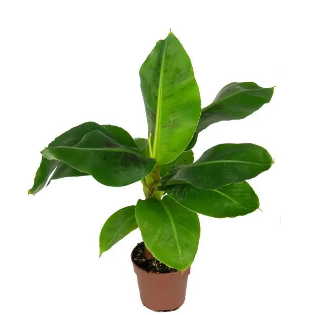 Musa acuminata 'Dwarf Cavendish' potted plant in nursery pot on white background.