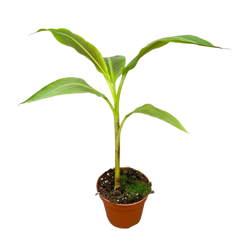 Musa 'Siam Ruby' potted plant in nursery pot on white background.