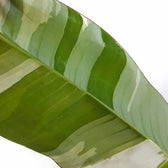 Nahaufnahme eines Blatts von Musa × paradisiaca 'Ae Ae' vor weißem Hintergrund.