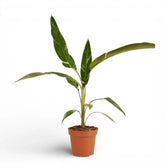 Musa × paradisiaca 'Ae Ae' – Zimmerpflanze im Kulturtopf auf weißem Hintergrund, Produktfoto 2.