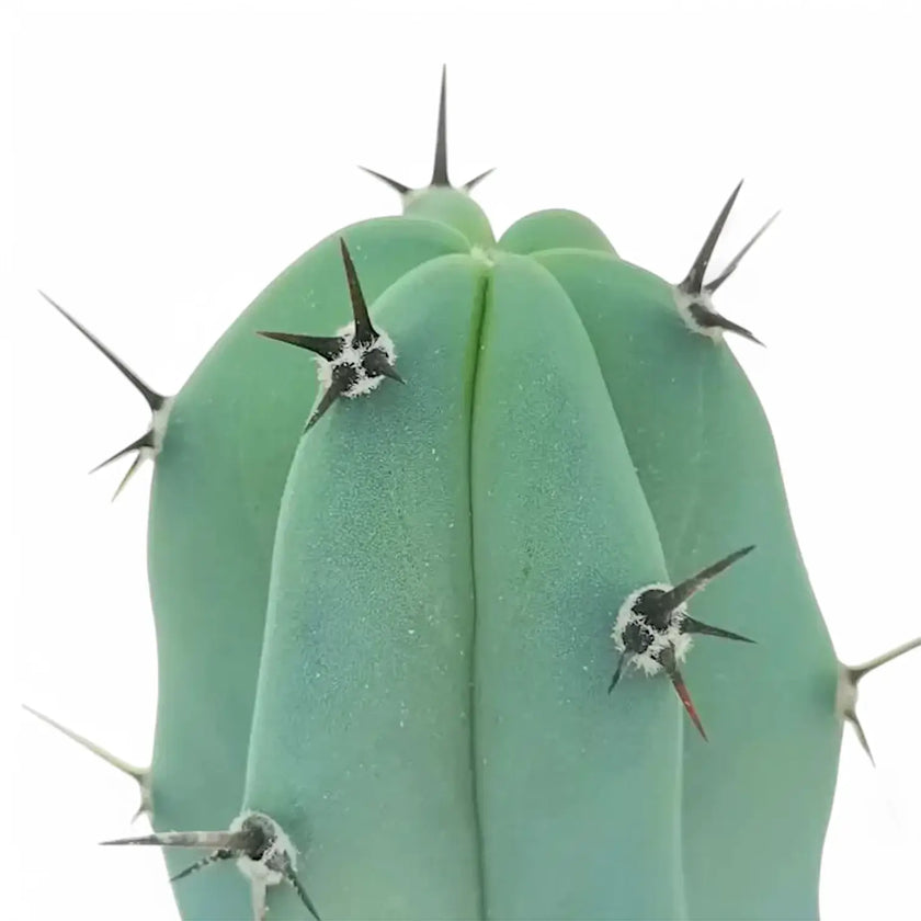 Myrtillocactus geometrizans leaf detail on white background.