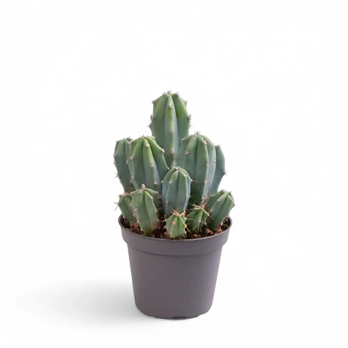 Myrtillocactus geometrizans – Zimmerpflanze im Kulturtopf auf weißem Hintergrund, Produktfoto 2.