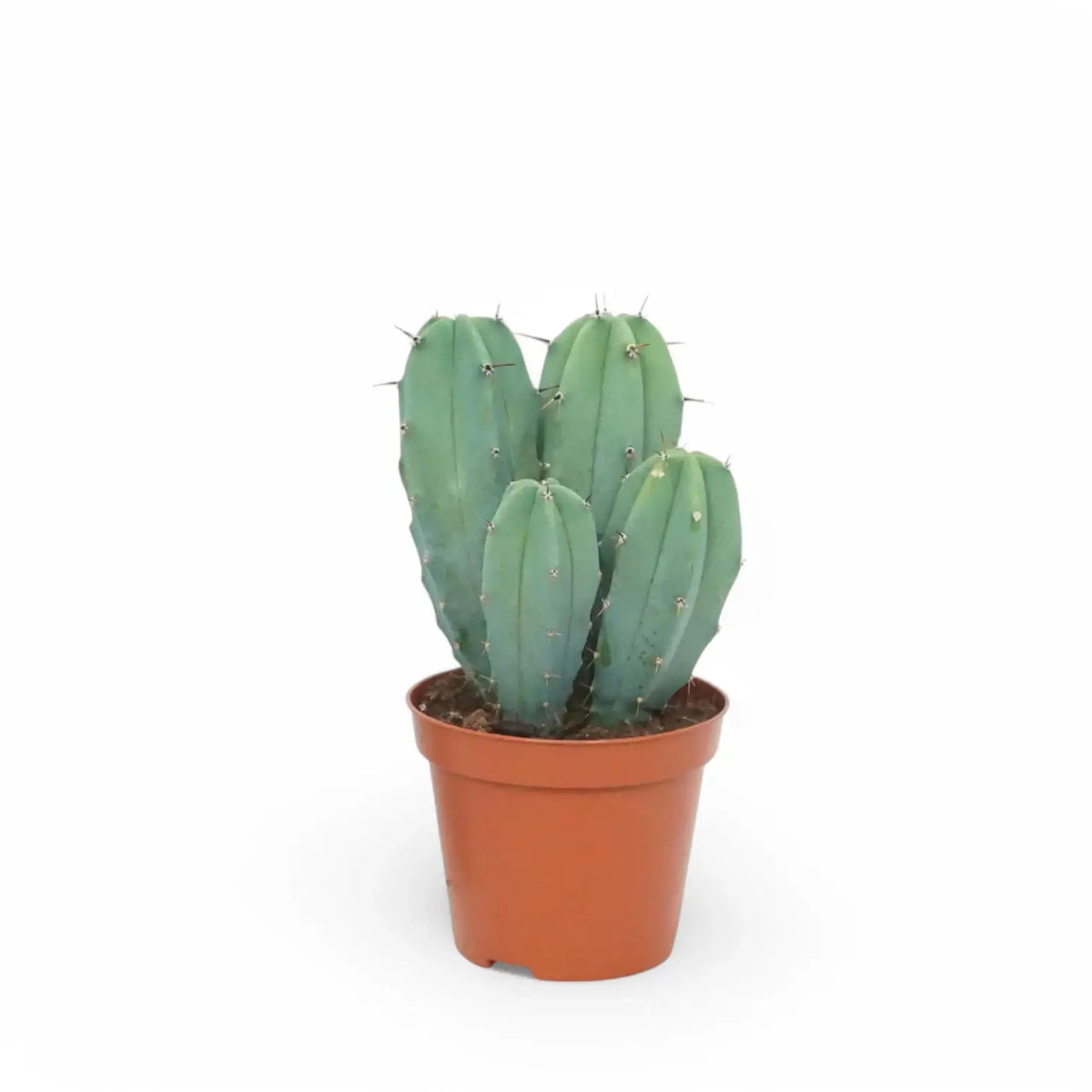Myrtillocactus geometrizans – Zimmerpflanze im Kulturtopf auf weißem Hintergrund, Produktfoto 3.