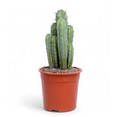 Myrtillocactus geometrizans – Zimmerpflanze im Kulturtopf auf weißem Hintergrund, Produktfoto 5.