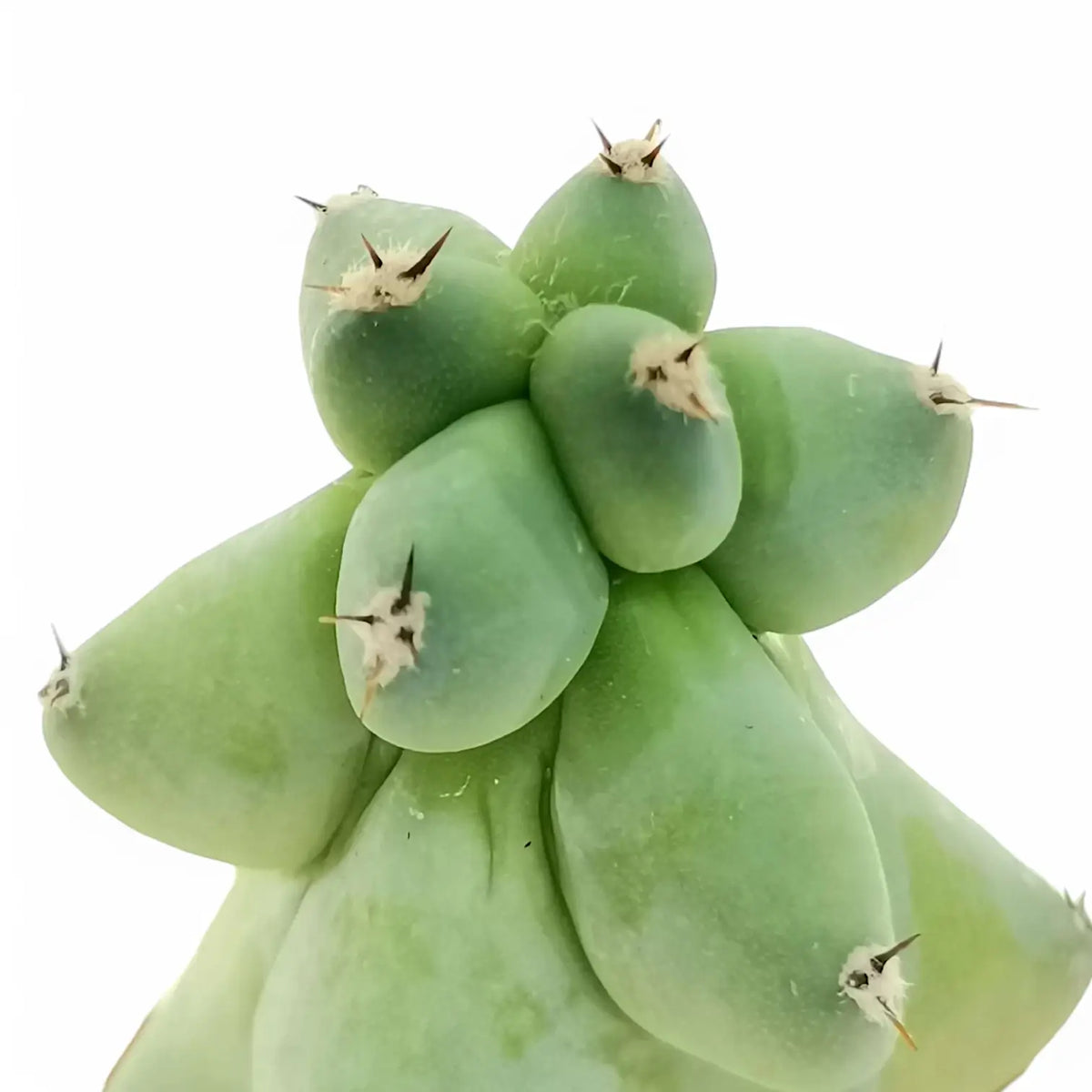Myrtillocactus geometrizans cv. Fukurokuryuzinboku leaf detail on white background.