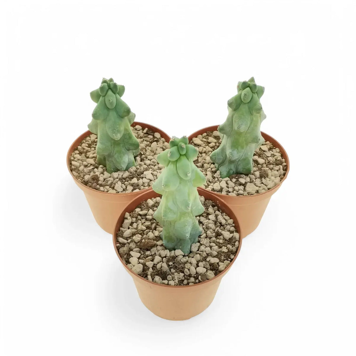 Myrtillocactus geometrizans cv. Fukurokuryuzinboku potted plant in nursery pot on white background.