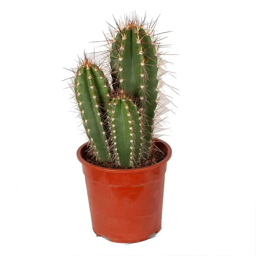 Neoraimondia herzogiana potted plant in nursery pot on white background.