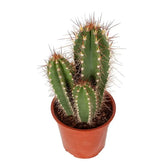 Neoraimondia herzogiana potted plant in nursery pot on white background.
