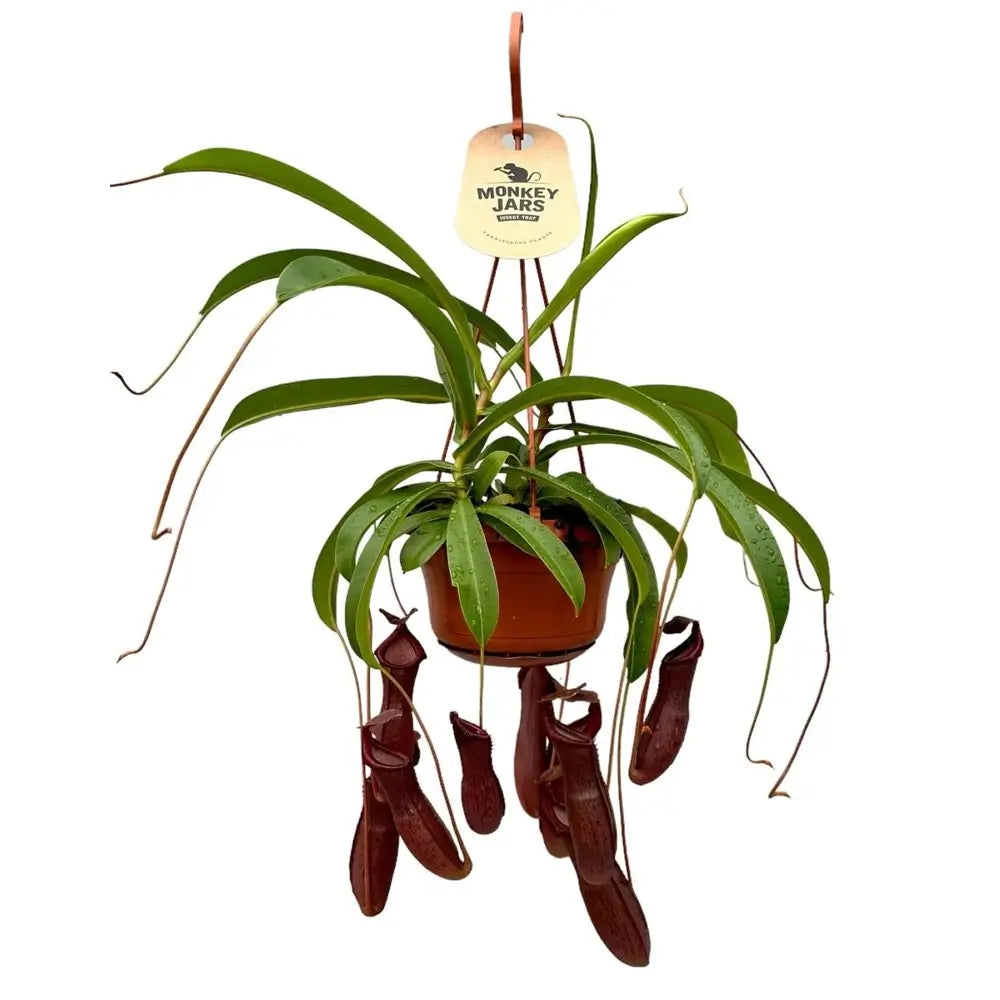 Nepenthes ‘Bill Bailey’ potted plant in nursery pot on white background.