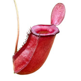 Nepenthes ‘Bloody Mary’ leaf detail on white background.