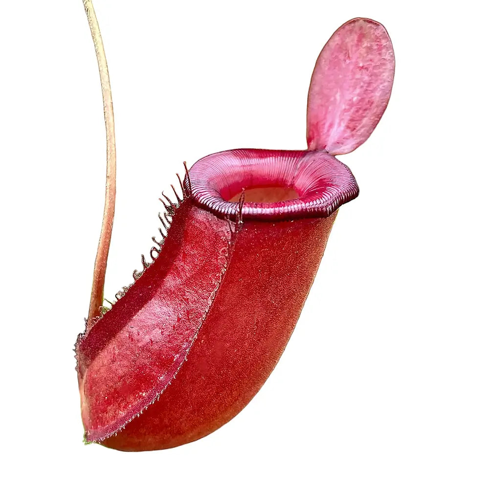 Nepenthes ‘Bloody Mary’ leaf detail on white background.