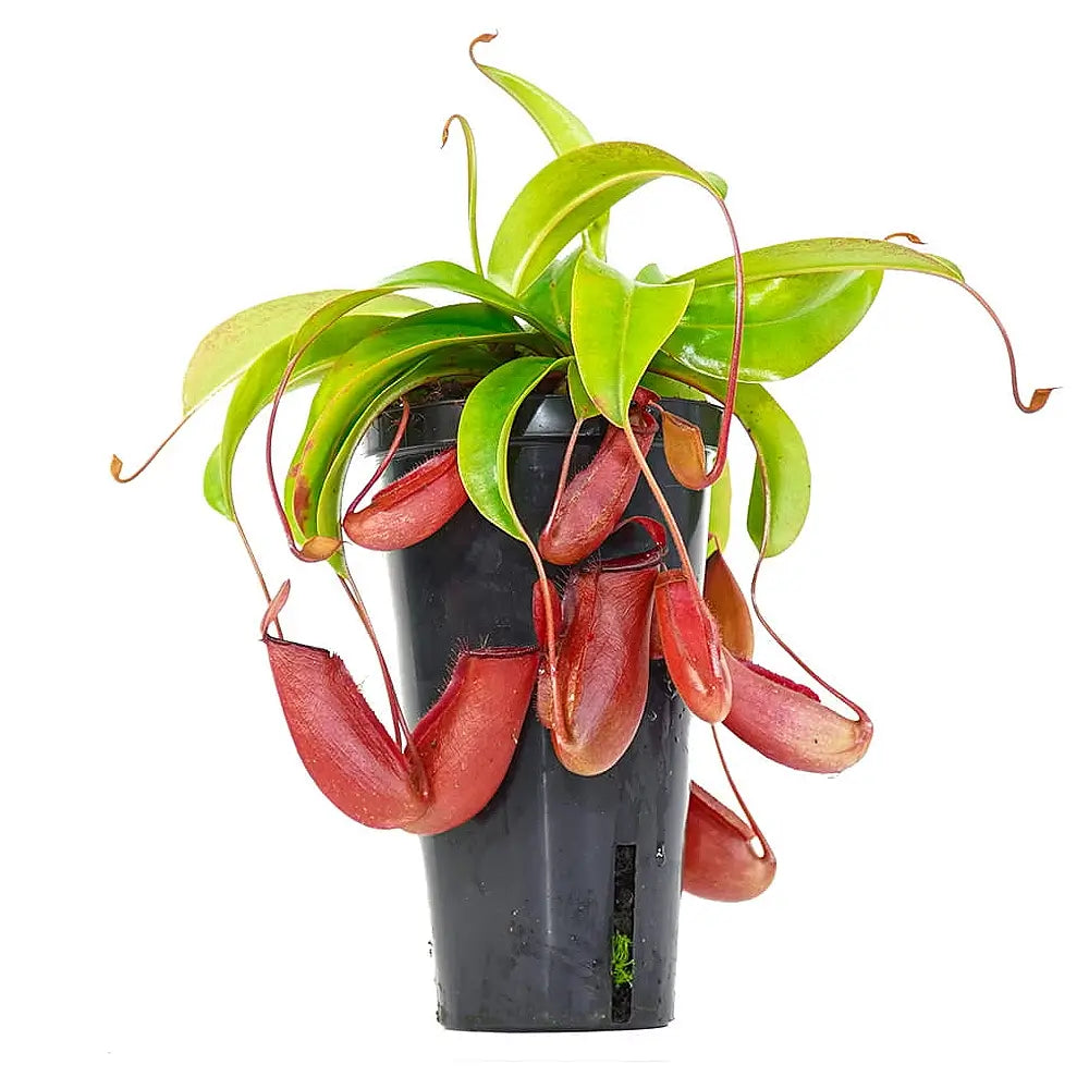 Nepenthes ‘Bloody Mary’ potted plant in nursery pot on white background.