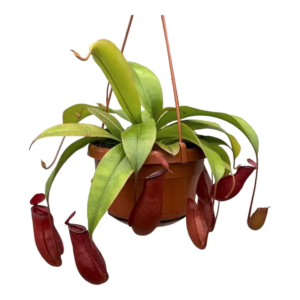 Nepenthes ‘Bloody Mary’ potted plant in nursery pot on white background.