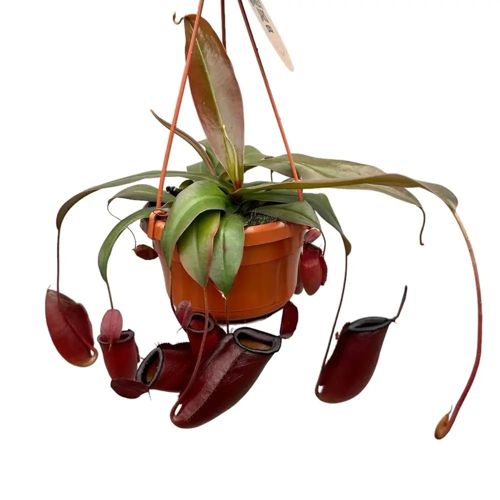 Nepenthes ‘Diana’ potted plant in nursery pot on white background.