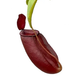 Nepenthes ‘Diana’ pitcher close-up, deep red trap with lid on white background.