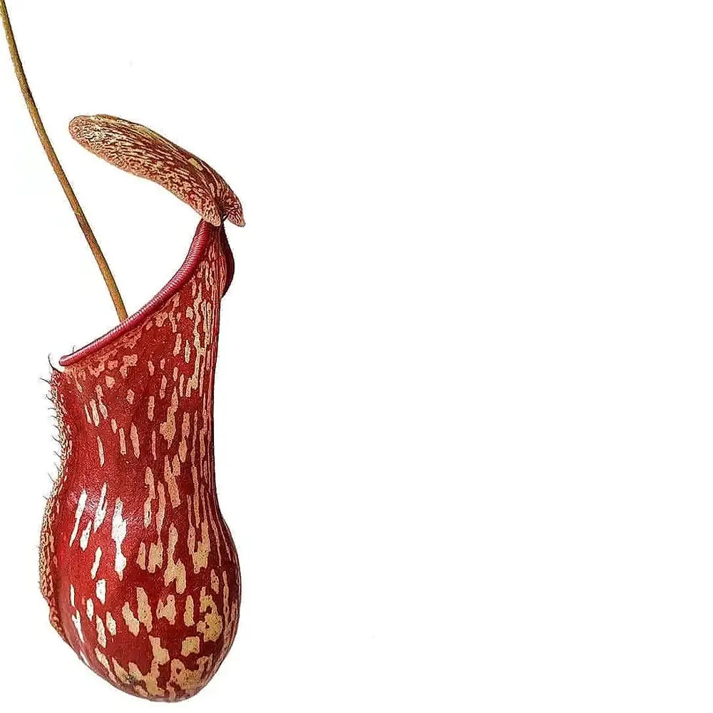 Nepenthes ‘Gaya’ leaf detail on white background.