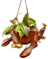 Nepenthes ‘Gaya’ potted plant in nursery pot on white background.