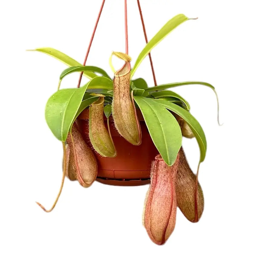 Nepenthes 'Linda' Zimmerpflanze im Anzuchttopf vor weißem Hintergrund, Produktfoto 2.
