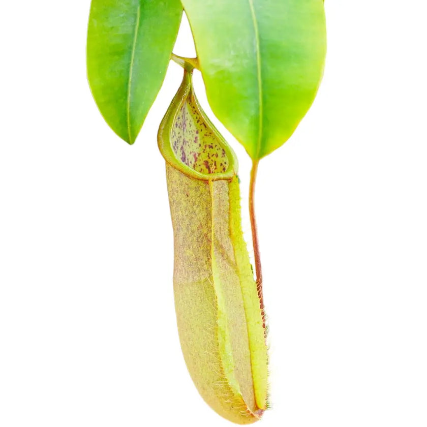 Nepenthes 'Louisa' aka 'Loes' – Blattdetail vor weißem Hintergrund..