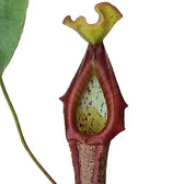 Nepenthes 'Miranda' leaf close-up on white background.