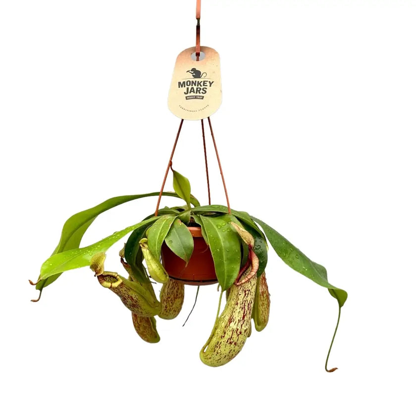 Nepenthes ‘Mojito’ Zimmerpflanze im Anzuchttopf vor weißem Hintergrund, Produktfoto 2.