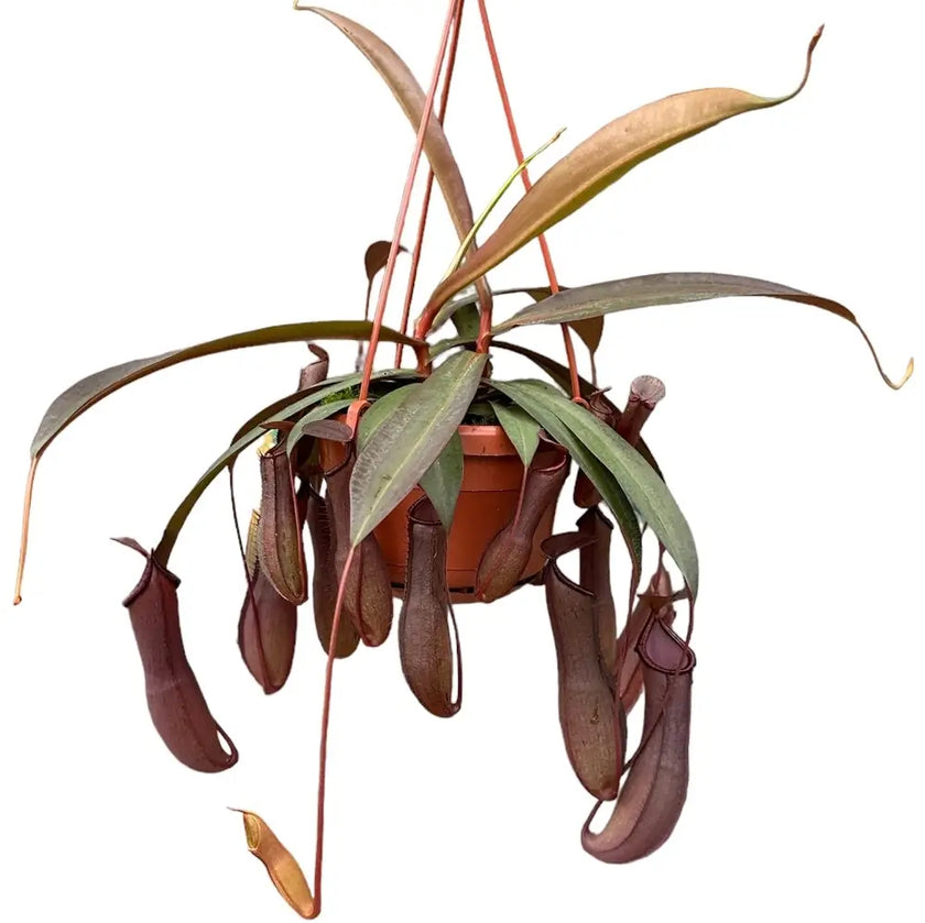 Nepenthes 'Rebecca Soper' Zimmerpflanze im Anzuchttopf vor weißem Hintergrund, Produktfoto 2.