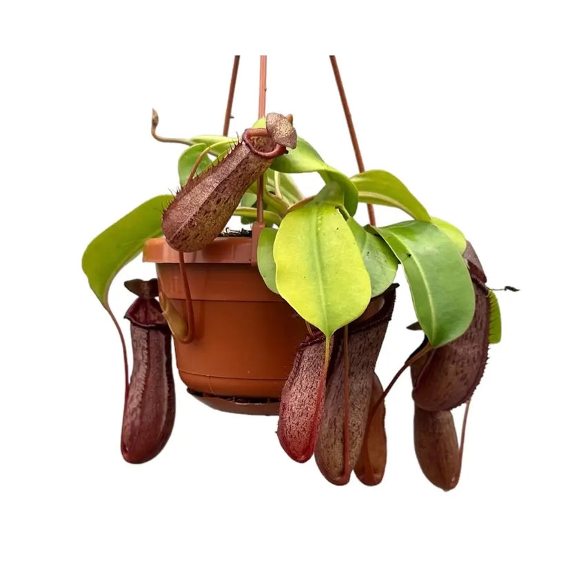 Nepenthes ‘Rob’ Zimmerpflanze im Anzuchttopf vor weißem Hintergrund, Produktfoto 2.