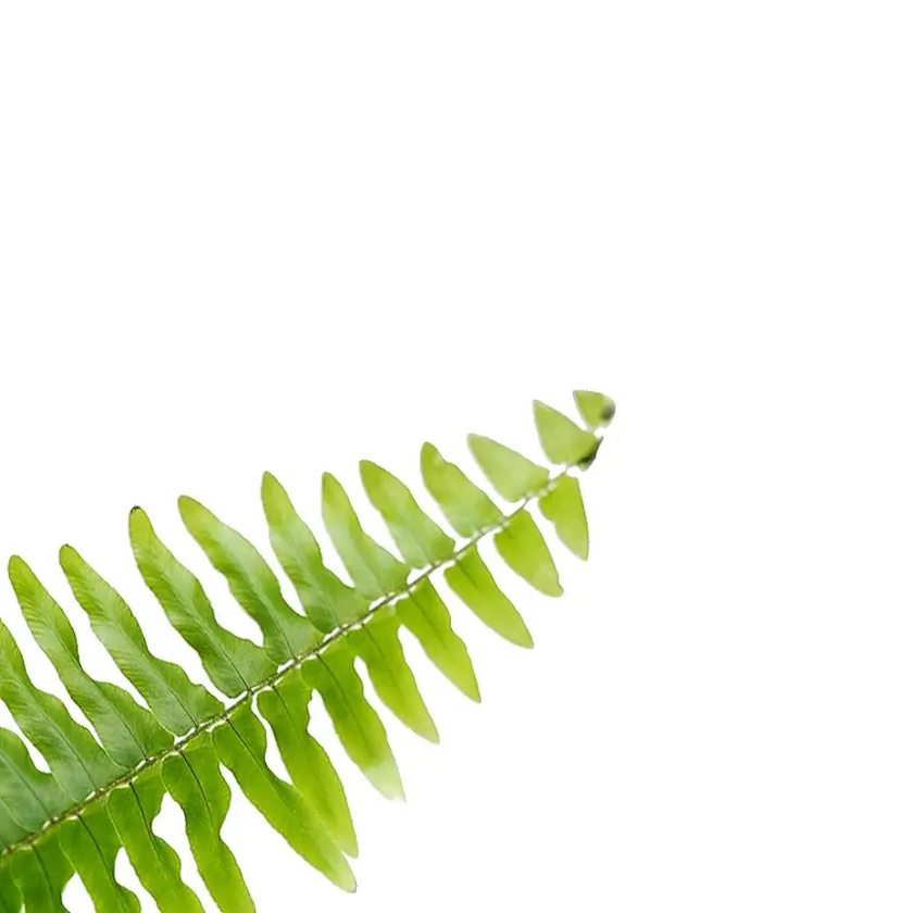 Nephrolepis exaltata 'Boston' leaf close-up on white background.