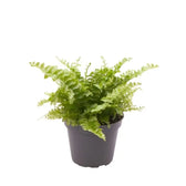 Nephrolepis exaltata 'Boston' potted plant in nursery pot on white background.
