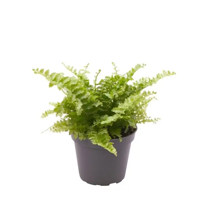 Nephrolepis exaltata 'Boston' potted plant in nursery pot on white background.