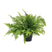 Nephrolepis exaltata 'Boston' potted plant in nursery pot on white background.
