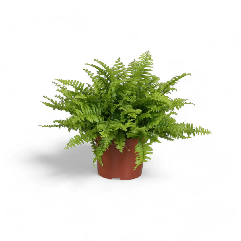 Nephrolepis exaltata 'Boston Blue Bell' potted plant in nursery pot on white background.