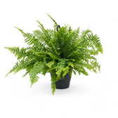 Nephrolepis exaltata 'Boston Blue Bell' potted plant in nursery pot on white background.